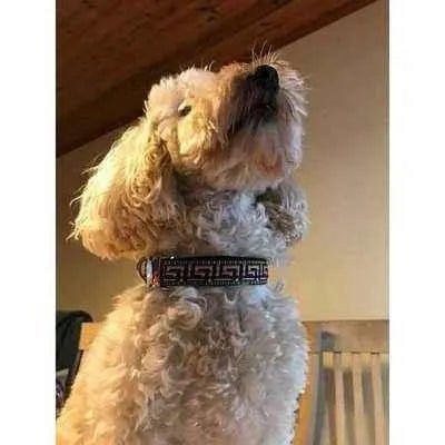 Pampered Pups Custom Cotton Dog Collar