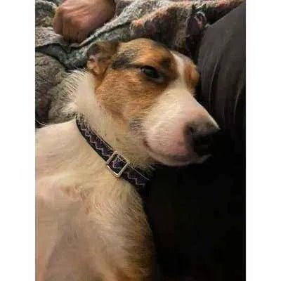 Pawfect Pup Personalised Cotton Collar