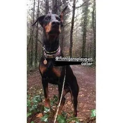 "The Kaya" Designer Dog Collar Set